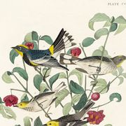 Poster about Audubon's Warbler, based on an old engraving from 1827.