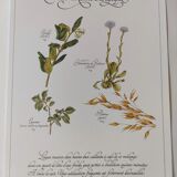 Engraving medicinal plants -Energetic laxative herbal tea- Botanical illustration