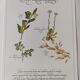 Gravure  plantes médicinales -Tisane laxative énergique- Illustration botanique