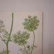Planche botanique carotte