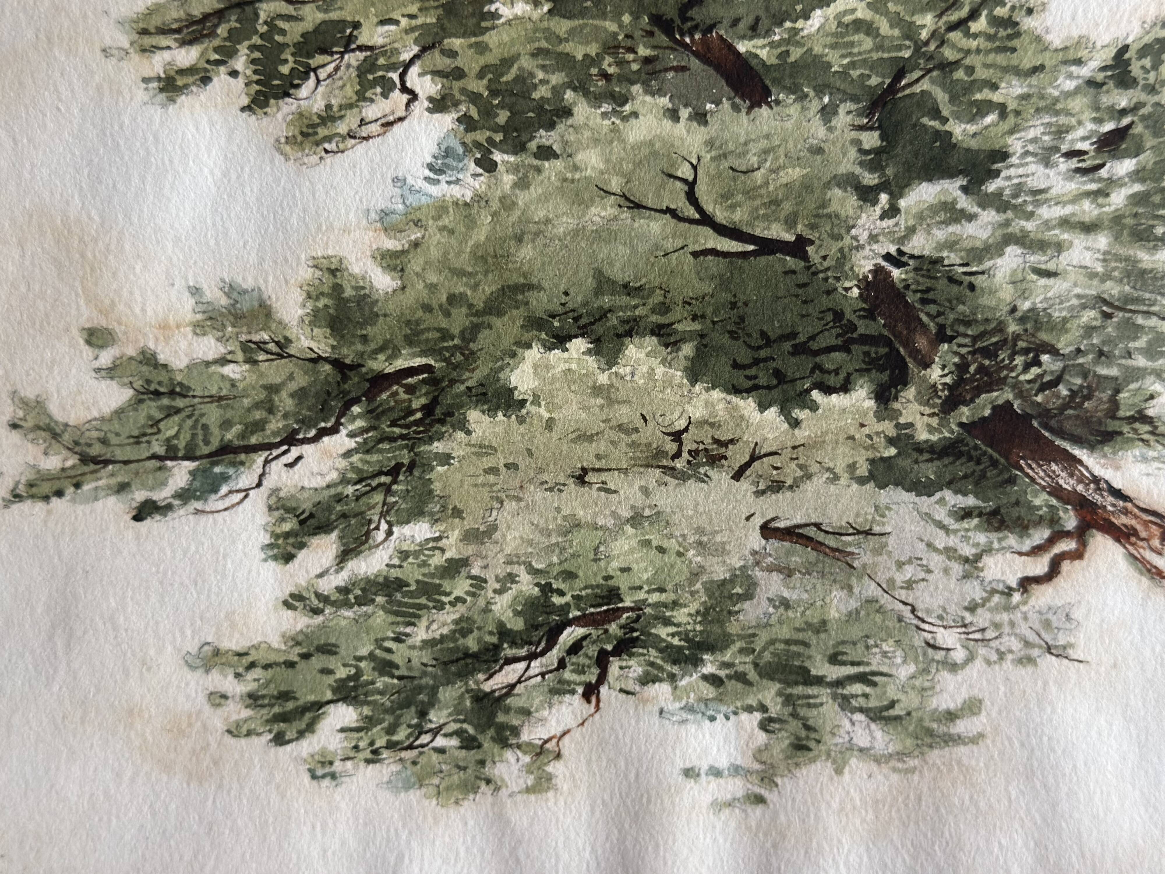 Old watercolour of a tree, botanical study signed, mid-20th century.