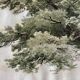 Old watercolour of a tree, botanical study signed, mid-20th century.