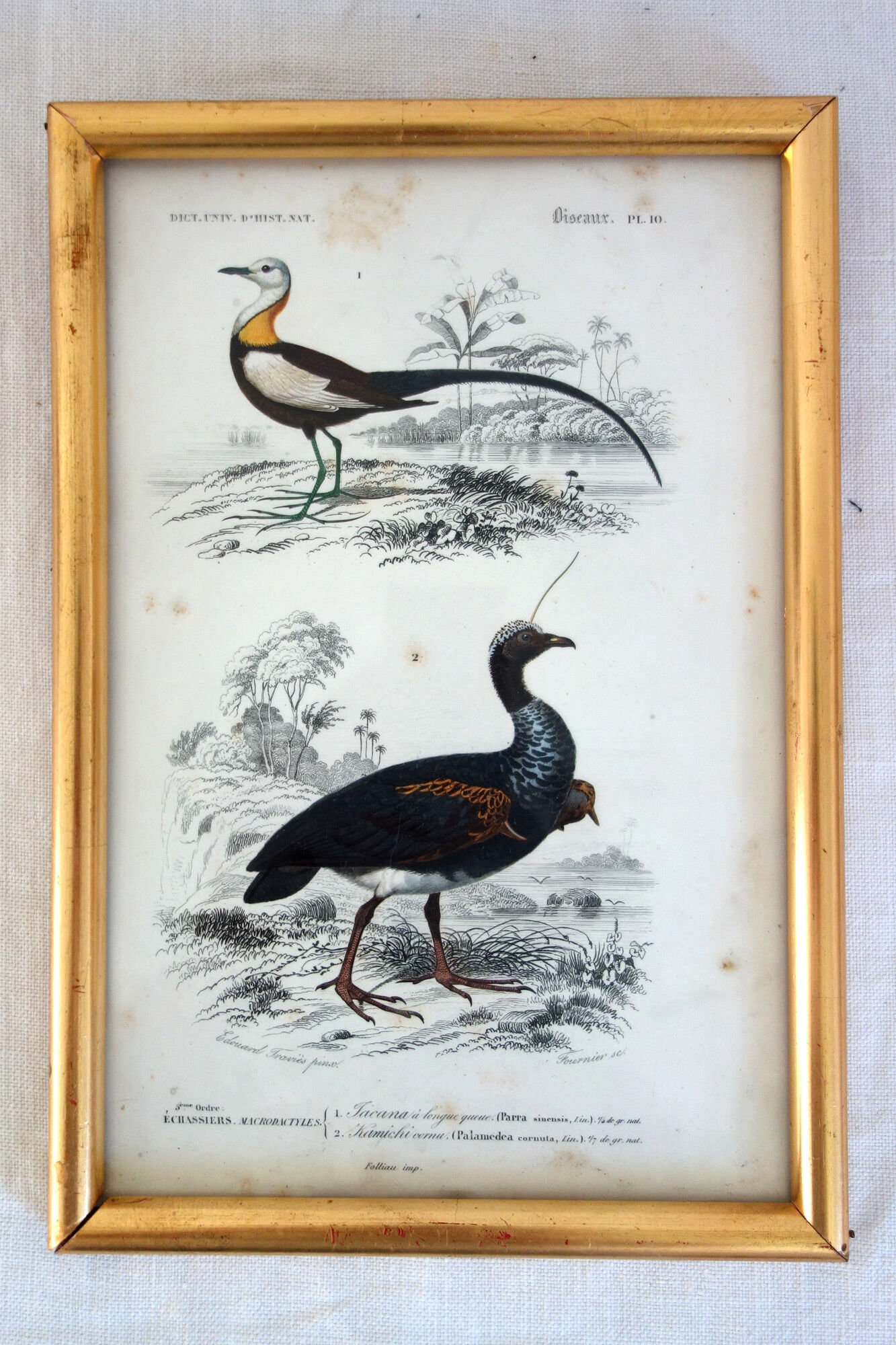 5 framed antique bird engravings