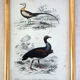 5 framed antique bird engravings