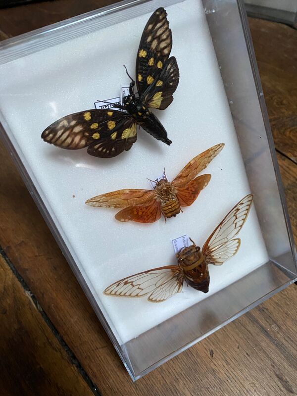 Lot de papillons naturalisés boîtes plexiglass entomologiste
