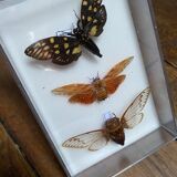 Lot of naturalized butterflies entomologist plexiglass boxes