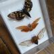 Lot de papillons naturalisés boîtes plexiglass entomologiste