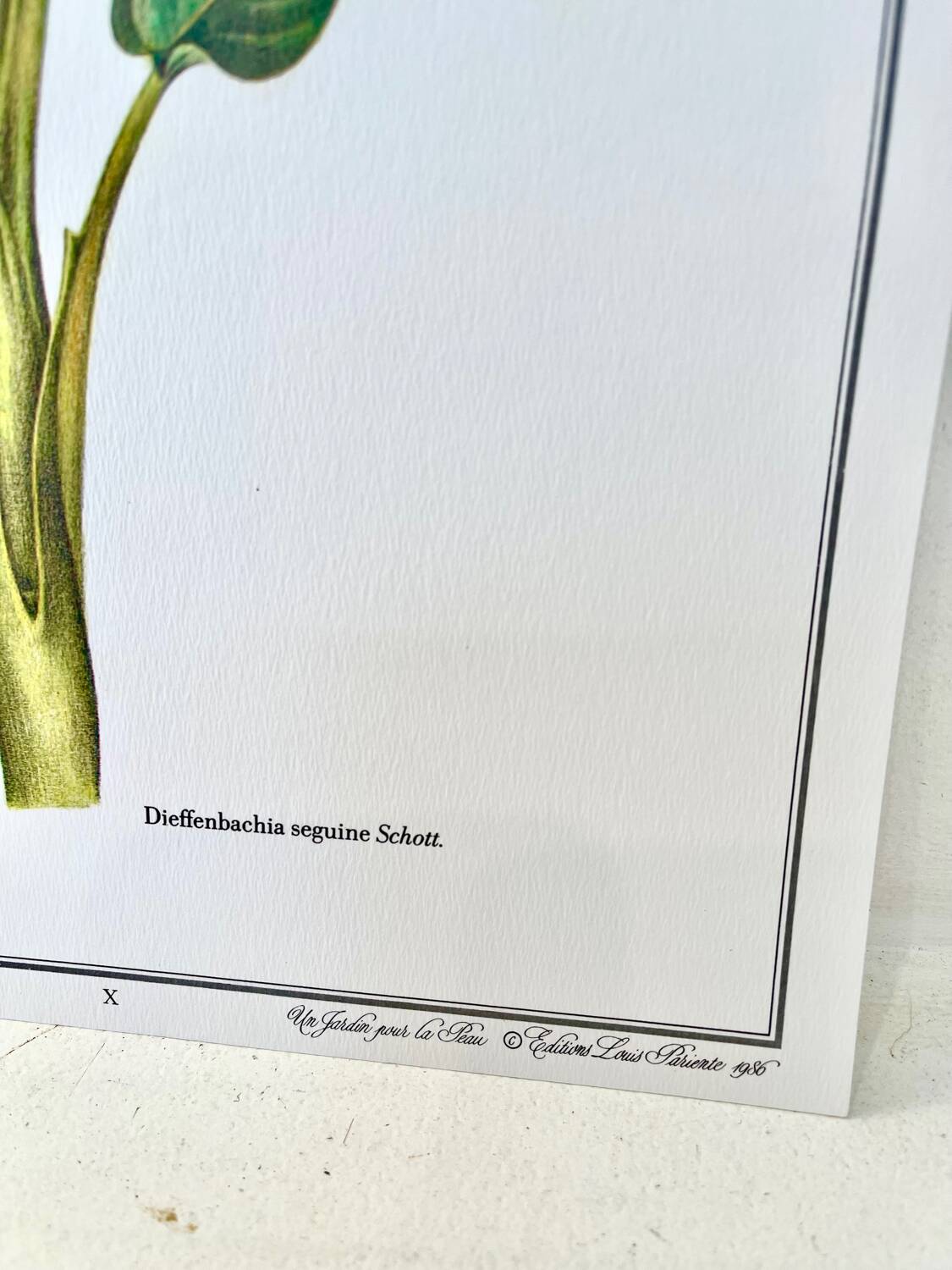 Botanical plate – Dieffenbachia seguine – Louis Pariente, 1986