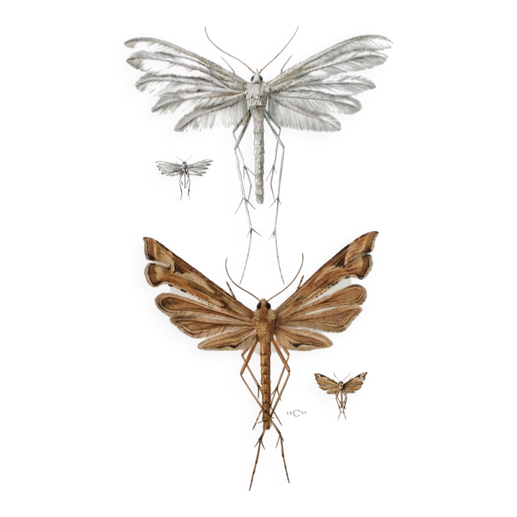 Impression vintage Insectes, illustration ancienne années 60