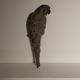Decorative cast iron parrot