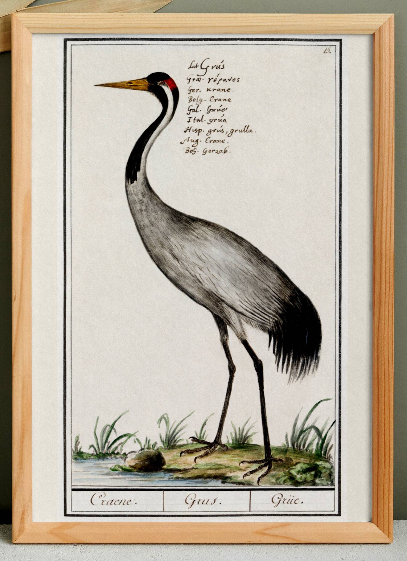 Small poster about the crane, after an old engraving from 1610.