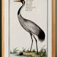 Small poster about the crane, after an old engraving from 1610.