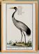 Small poster about the crane, after an old engraving from 1610.