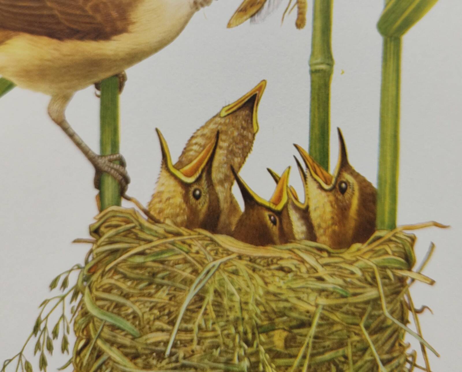 Old bird plate from the 1960s - Great Reed Warbler - Natural zoology illustration