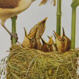 Old bird plate from the 1960s - Great Reed Warbler - Natural zoology illustration