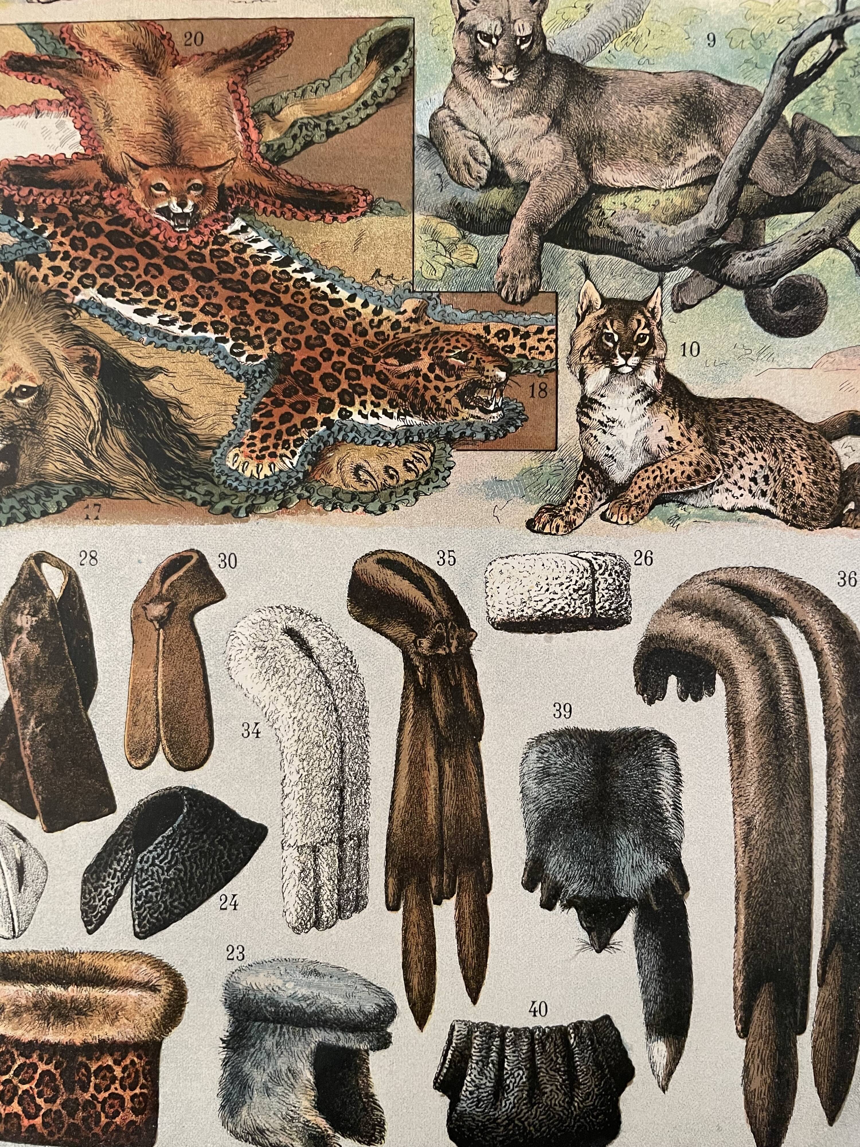 Lithograph engraving on furs from 1907 (lion)