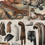 Lithograph engraving on furs from 1907 (lion)