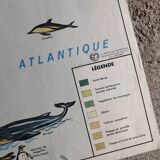 MDI school map: SOUTH AMERICA - OCEANIA fauna vegetation.