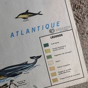 MDI school map: SOUTH AMERICA - OCEANIA fauna vegetation.