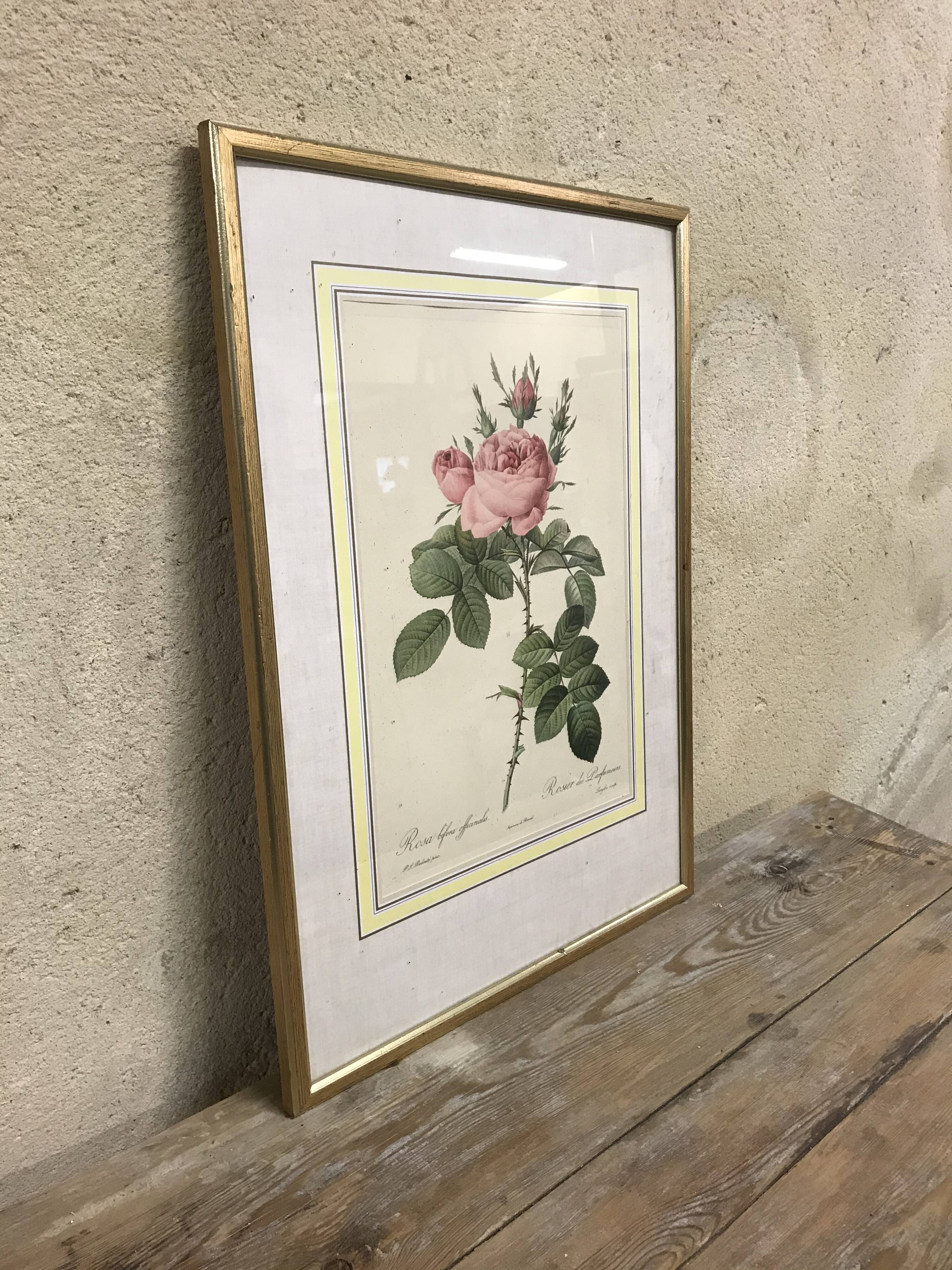 Engraving "rosier des perfumers"