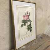 Engraving "rosier des perfumers"