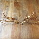 Pair of Italian sconces ear of wheat