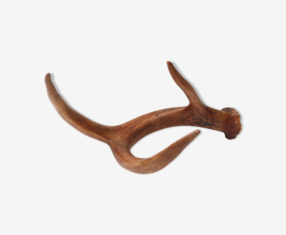 Bois de chevreuil, cabinet de curiosités, vintage