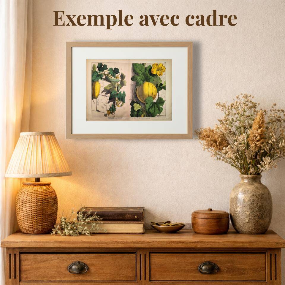 Botanical engraving from 1870 - Bois-Gentil and Yew - Lithograph of a plant