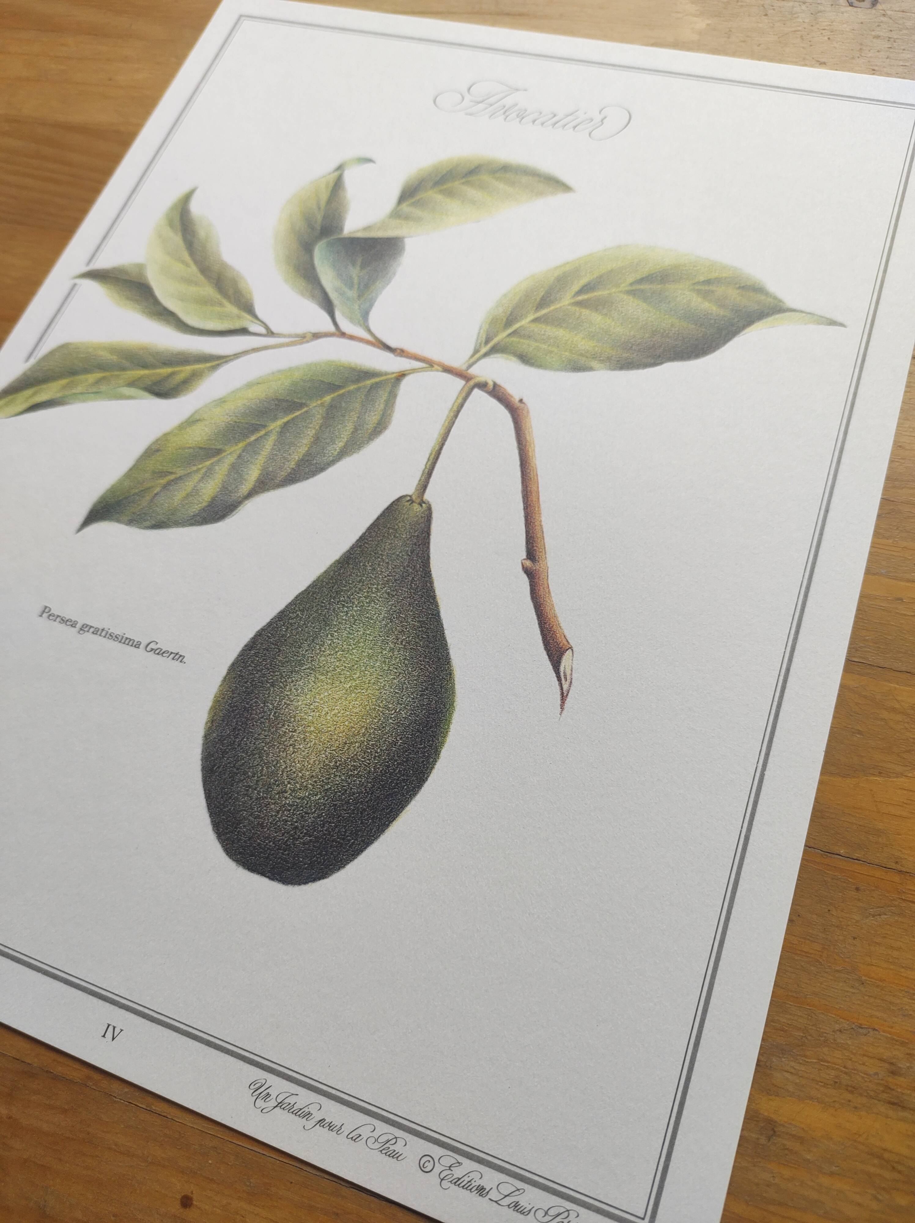 Illustration de plantes médicinales et herbes
