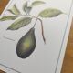 Illustration de plantes médicinales et herbes