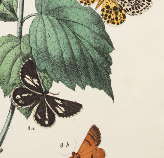 Illustration gravure animal vintage - Buffon 1850