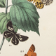 Illustration gravure animal vintage - Buffon 1850