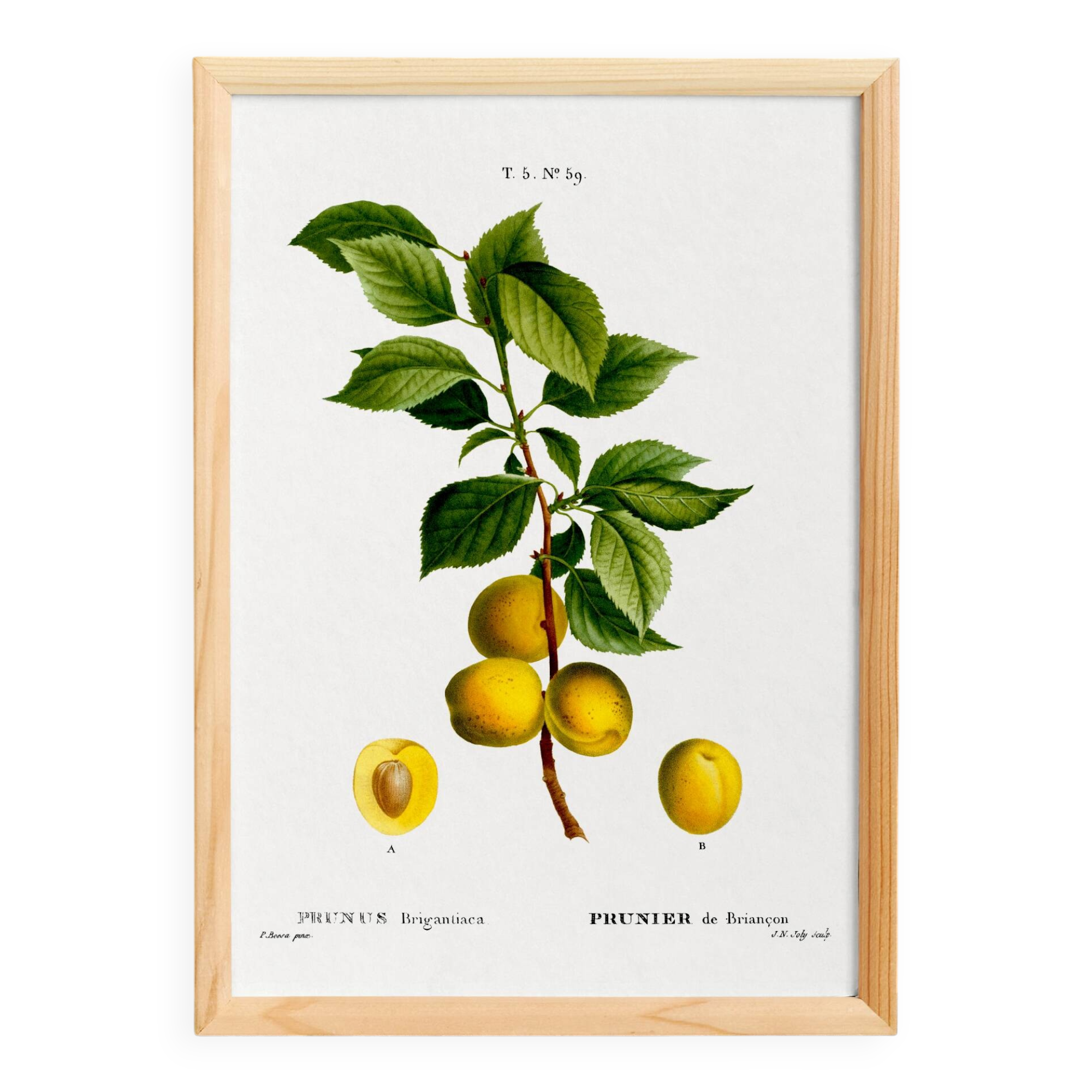 Poster about the plum tree, based on an old engraving from 1802