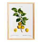 Poster about the plum tree, based on an old engraving from 1802