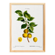 Poster about the plum tree, based on an old engraving from 1802