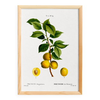 Poster about the plum tree, based on an old engraving from 1802