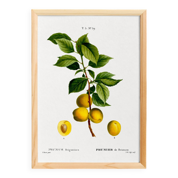 Affiche sur le prunier, d’après une gravure ancienne de 1802