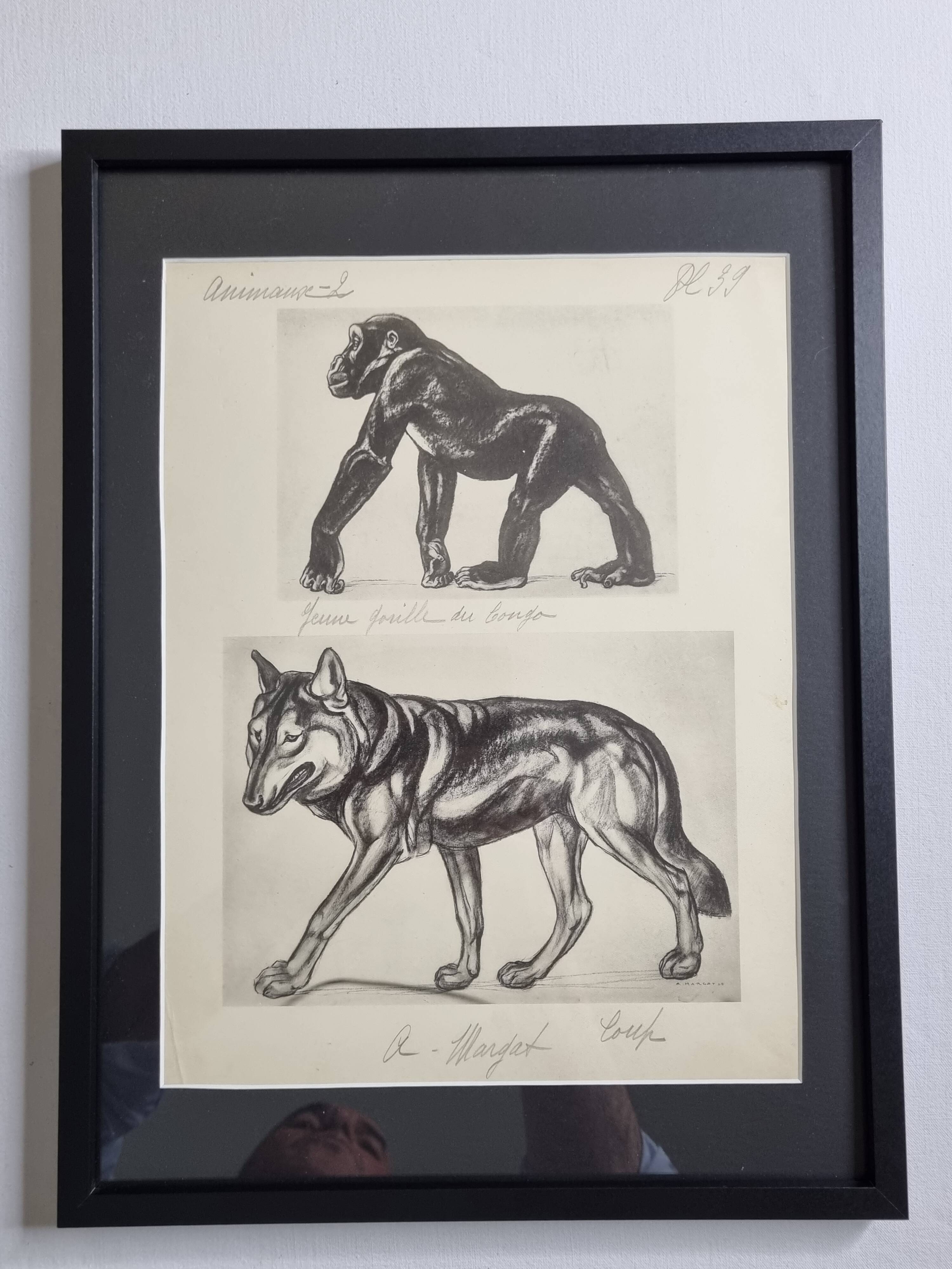 Illustrated plate, Studies of Gorilla and Wolf, Signed A. Margat, 1930