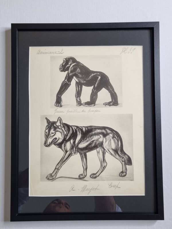 Planche illustrée, Études de Gorille et de Loup, Signée A. Margat, 1930