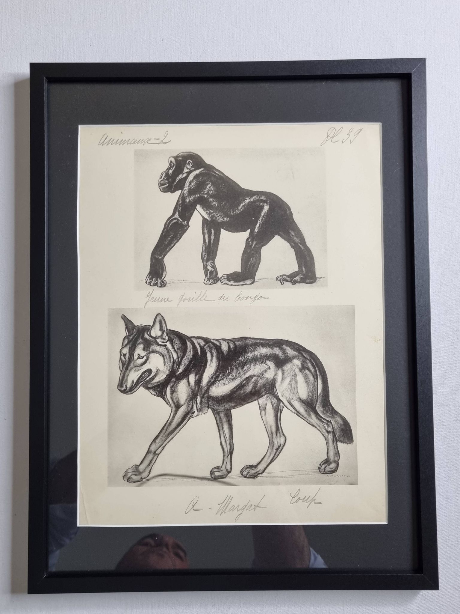 Illustrated plate, Studies of Gorilla and Wolf, Signed A. Margat, 1930