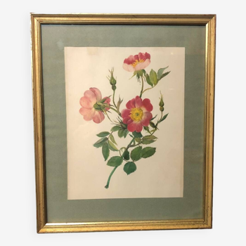 Golden frame and rose bush branch illustration