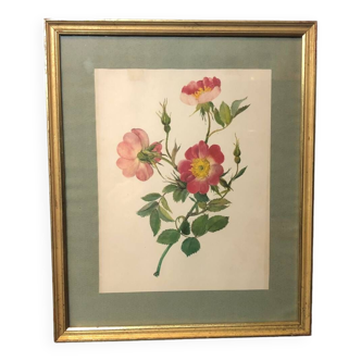 Golden frame and rose bush branch illustration