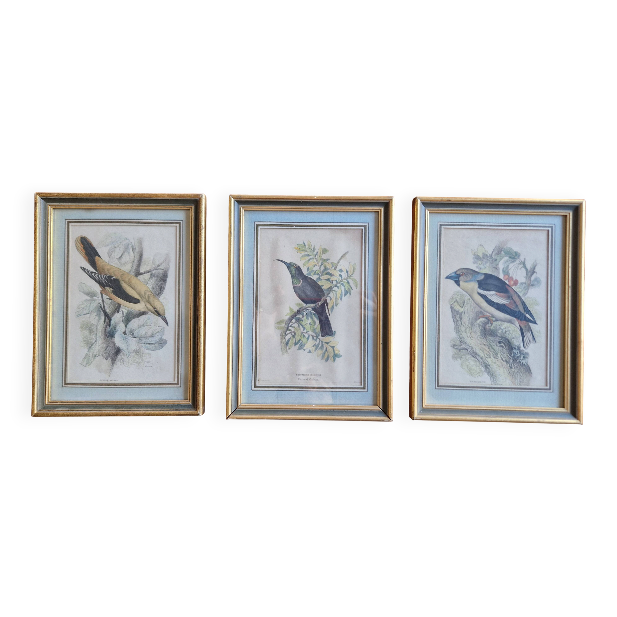 3 engravings Birds Lidzars