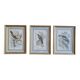 3 engravings Birds Lidzars