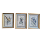 3 engravings Birds Lidzars