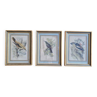 3 engravings Birds Lidzars