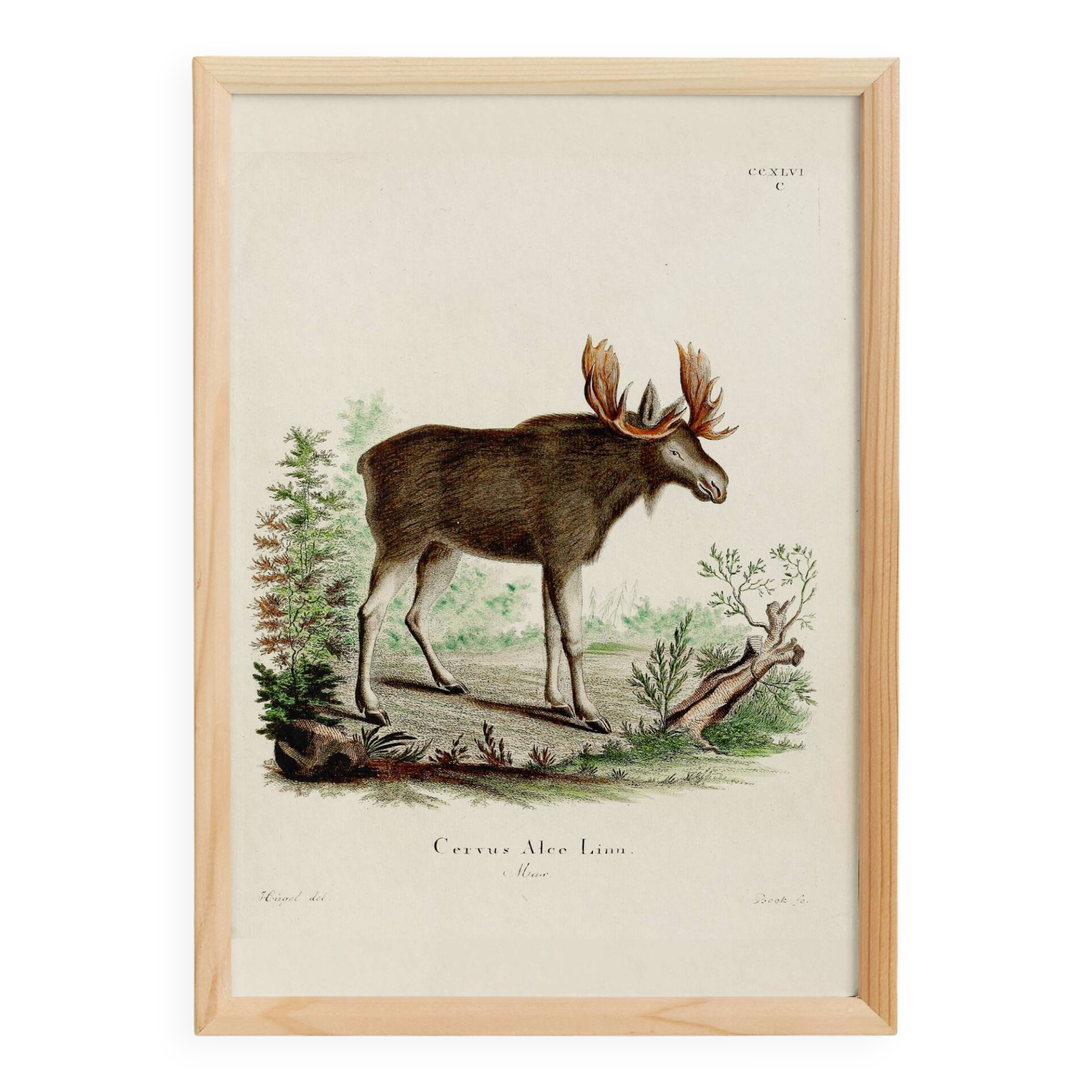 Poster about the Elk, based on an old engraving from 1774.