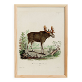 Poster about the Elk, based on an old engraving from 1774.