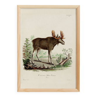 Poster about the Elk, based on an old engraving from 1774.
