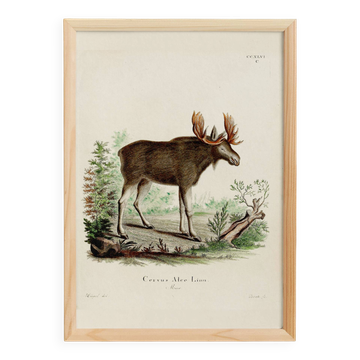 Affiche sur l'Élan, d’après une gravure ancienne de 1774.